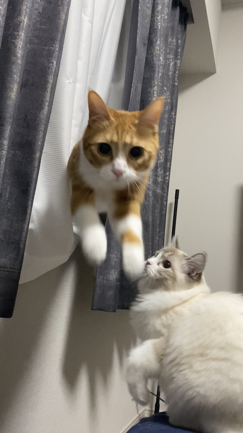 ラテちゃん 保護猫ラテちゃん🐈 (@Cafe__Latte222) / X