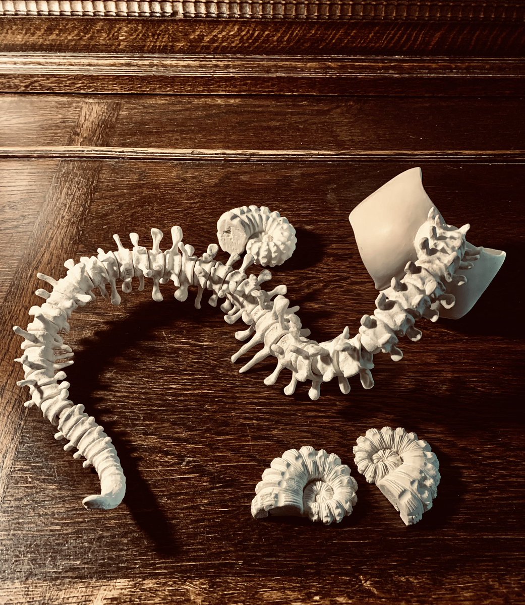 ジャーン!
繋ぐとこうなります。
尻尾🦴でした😆

一つ一つに球体関節がついているので色んな形態にできますよ♪

フォロワー様からめちゃくちゃ近いお答えをいただいて喜んでいます!!
ありがとうございました✨