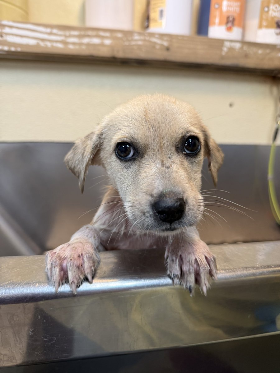 It’s $5 Fri &amp; we have another save!
We didn’t plan on helping 3 this week but how could we say no to puppy Noelle found alone &amp; stray?
We couldn’t!
Noelle is taking donations for her puppy shots &amp; skin dips for mange. ❤️‍🩹
rescuecoop.org/donate