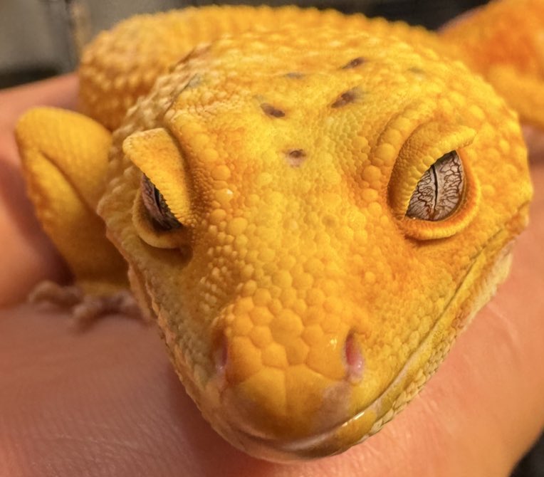 Rep_Chan_'s tweet image. #見た人も無言で推しのドアップを貼る