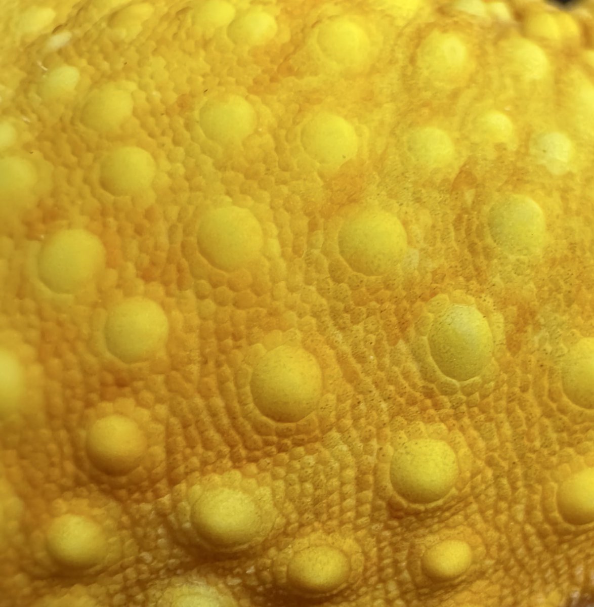 Rep_Chan_'s tweet image. #見た人も無言で推しのドアップを貼る