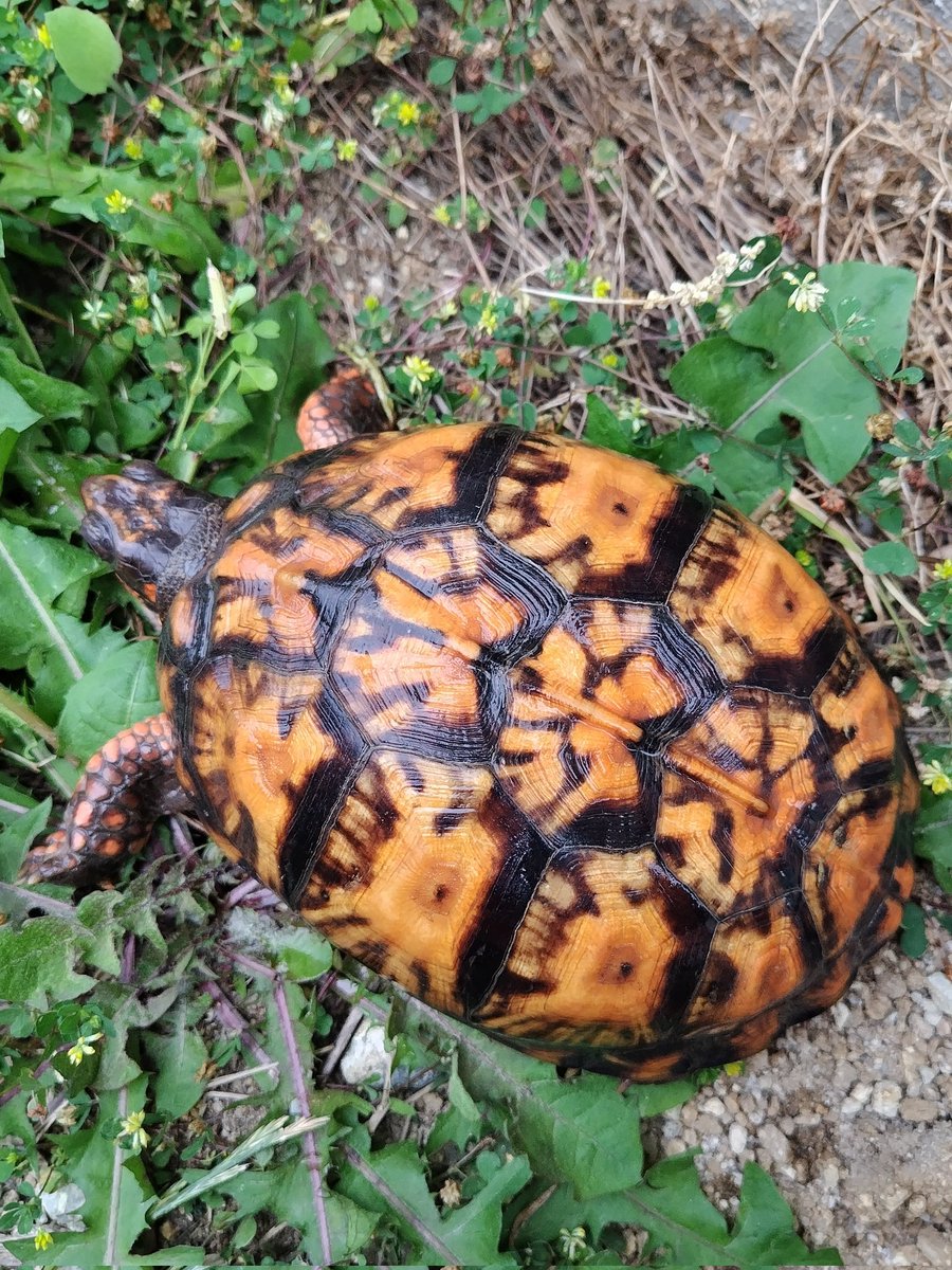 34_wgnc's tweet image. 今年初産卵した2021CBのベビーです。
とんぶり市に連れて行きます。

5階　164　LEAFをどうぞ宜しくお願い致します。

#トウブハコガメ 
#Easternboxturtle 
#Terrapenecarolinacarolina 
#とんぶり市
#ぶりくら市
#burikura