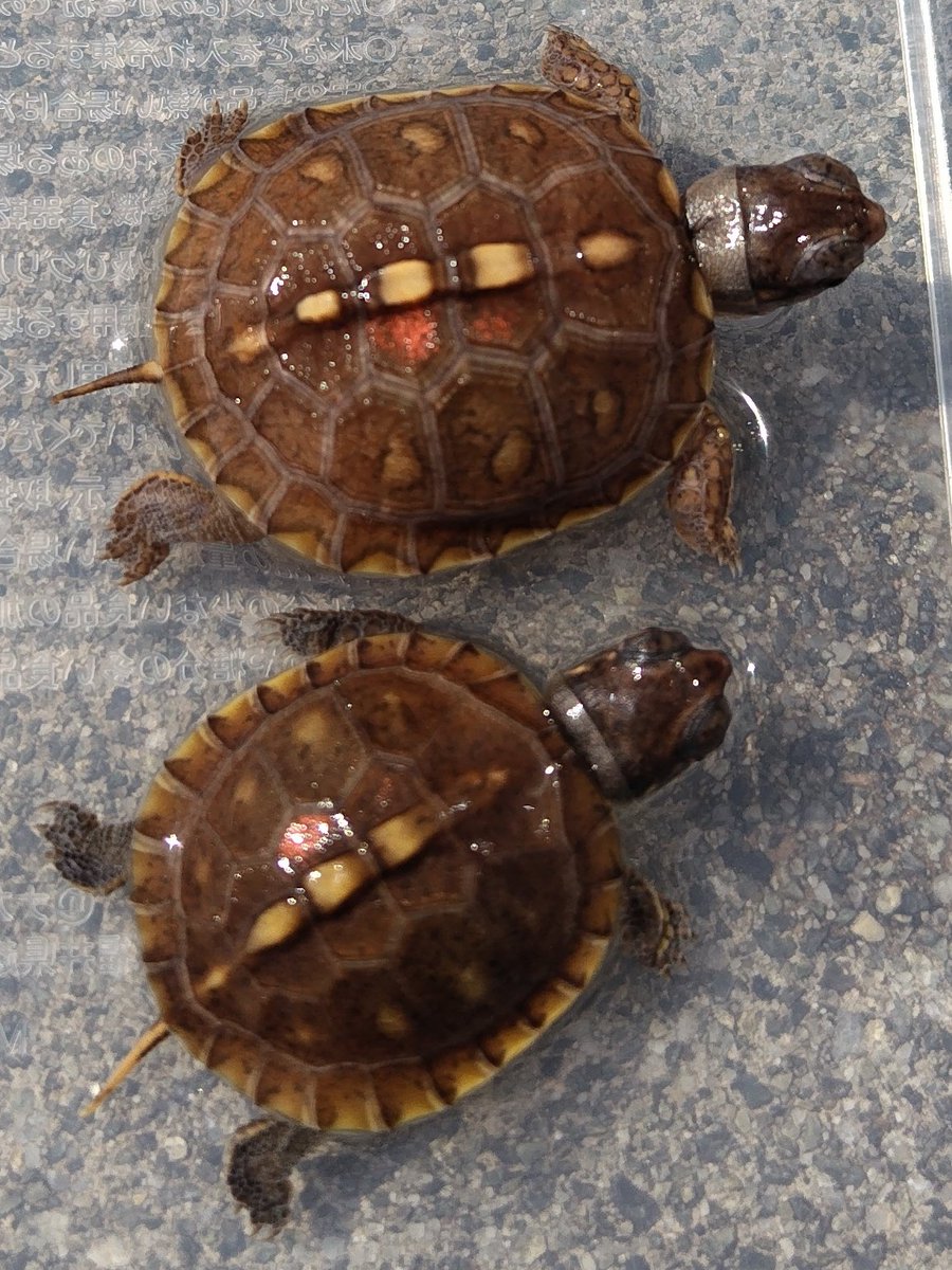 34_wgnc's tweet image. 今年初産卵した2021CBのベビーです。
とんぶり市に連れて行きます。

5階　164　LEAFをどうぞ宜しくお願い致します。

#トウブハコガメ 
#Easternboxturtle 
#Terrapenecarolinacarolina 
#とんぶり市
#ぶりくら市
#burikura