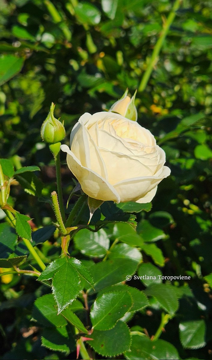 LanaToro21's tweet image. #Photobyme📷 #MyThoughts

No one knows how many days there are in the archives of our life,
That means we should especially cherish them. Try to be grateful for every breath, every mercy &amp;amp; whim of your day...🤍🕊🌹🕊🤍