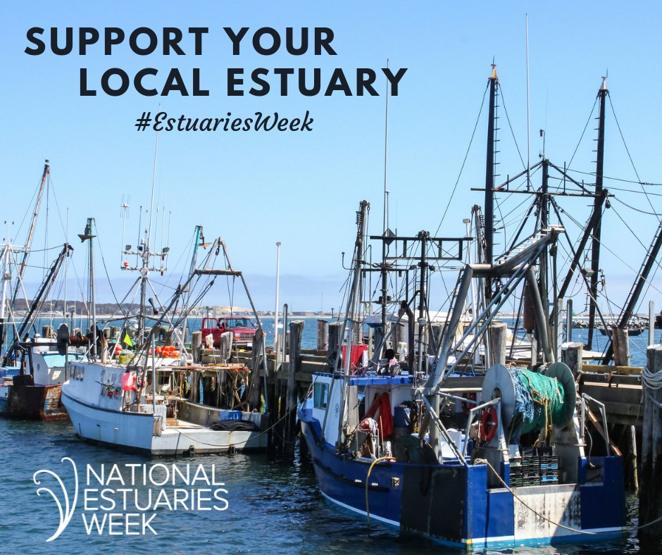 CERFScience's tweet image. 🐠 75% of commercial fish species depend on estuaries at some point in their lives! These &quot;nurseries of the sea&quot; provide safe havens for young fish, crabs, &amp;amp; shellfish to grow before heading to the ocean. No estuaries = no seafood! 🦐 #EstuariesWeek #EstuarineNursery #Seafood