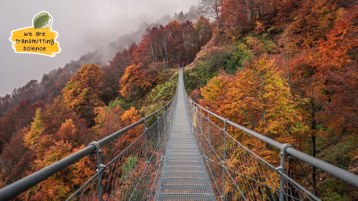 TransmitScience's tweet image. 🍁 Autumn brings us back together—conferences, seminars, and those chats that spark fresh ideas. It’s a season of reconnecting and remembering research is never done alone.

What’s been your most inspiring encounter this autumn?

#WeareTransmittingScience #ResearchCommunity