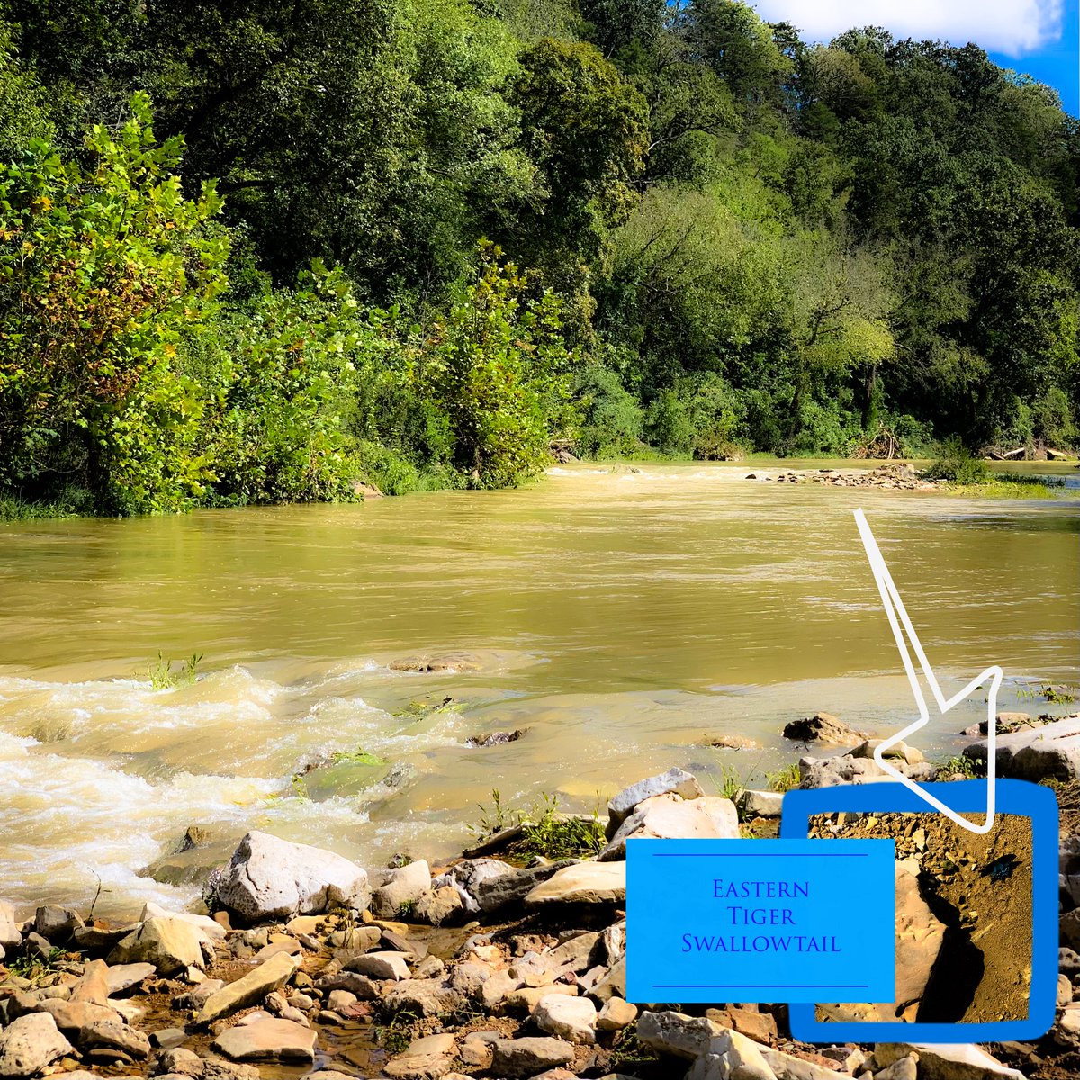 Finding Butterflies® (@_butterflymusic) on Twitter photo Off the grid and Finding Butterflies at the Osage Branch of the Kings River.  #musicianlife #weekendvibes #findingbutterfliesmusic #nature #WeekendInspiration Off the grid and Finding Butterflies at the Osage Branch of the Kings River.  #musicianlife #weekendvibes #findingbutterfliesmusic #nature #WeekendInspiration