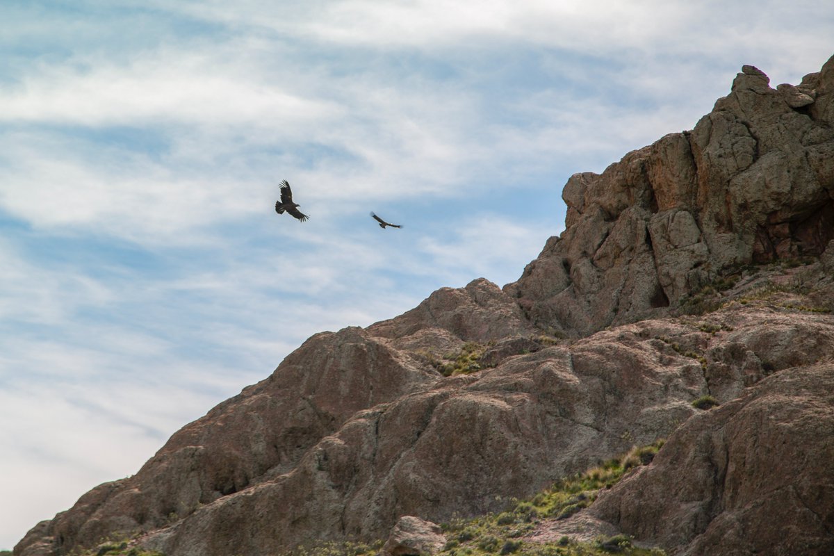 En El Caín se encontró un cóndor andino envenenado con Carbofuran, un producto prohibido desde 2018.
Por eso en Río Negro seguimos cuidando nuestra fauna: con perros protectores que acompañan a familias productoras y con la liberación de cóndores junto a la Fundación Bioandina.