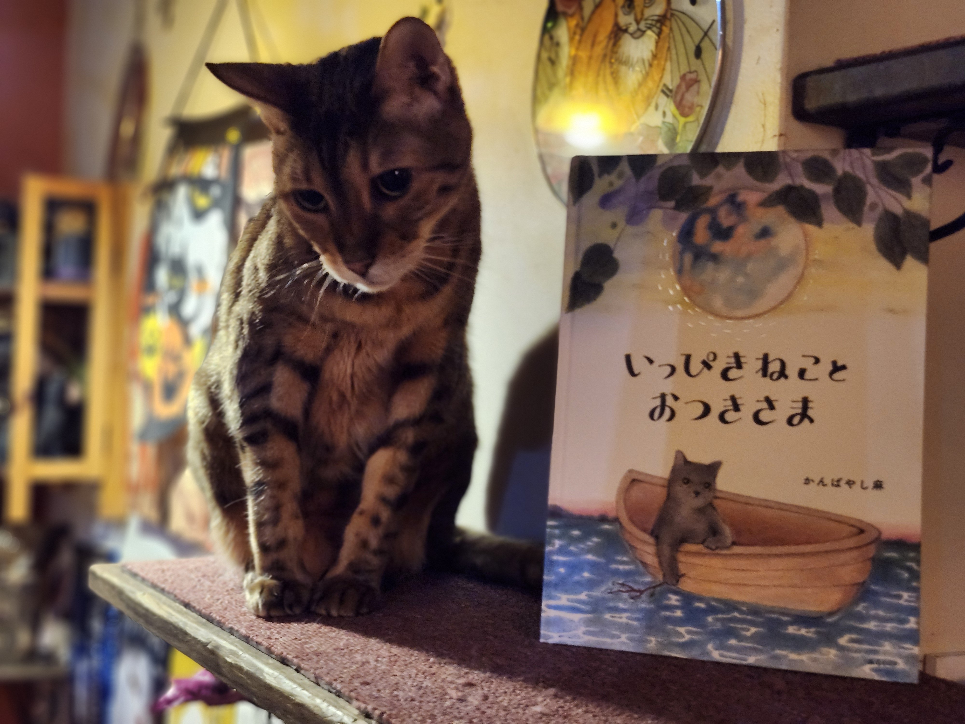 猫カフェ猫音 (@nyaon2014) / X
