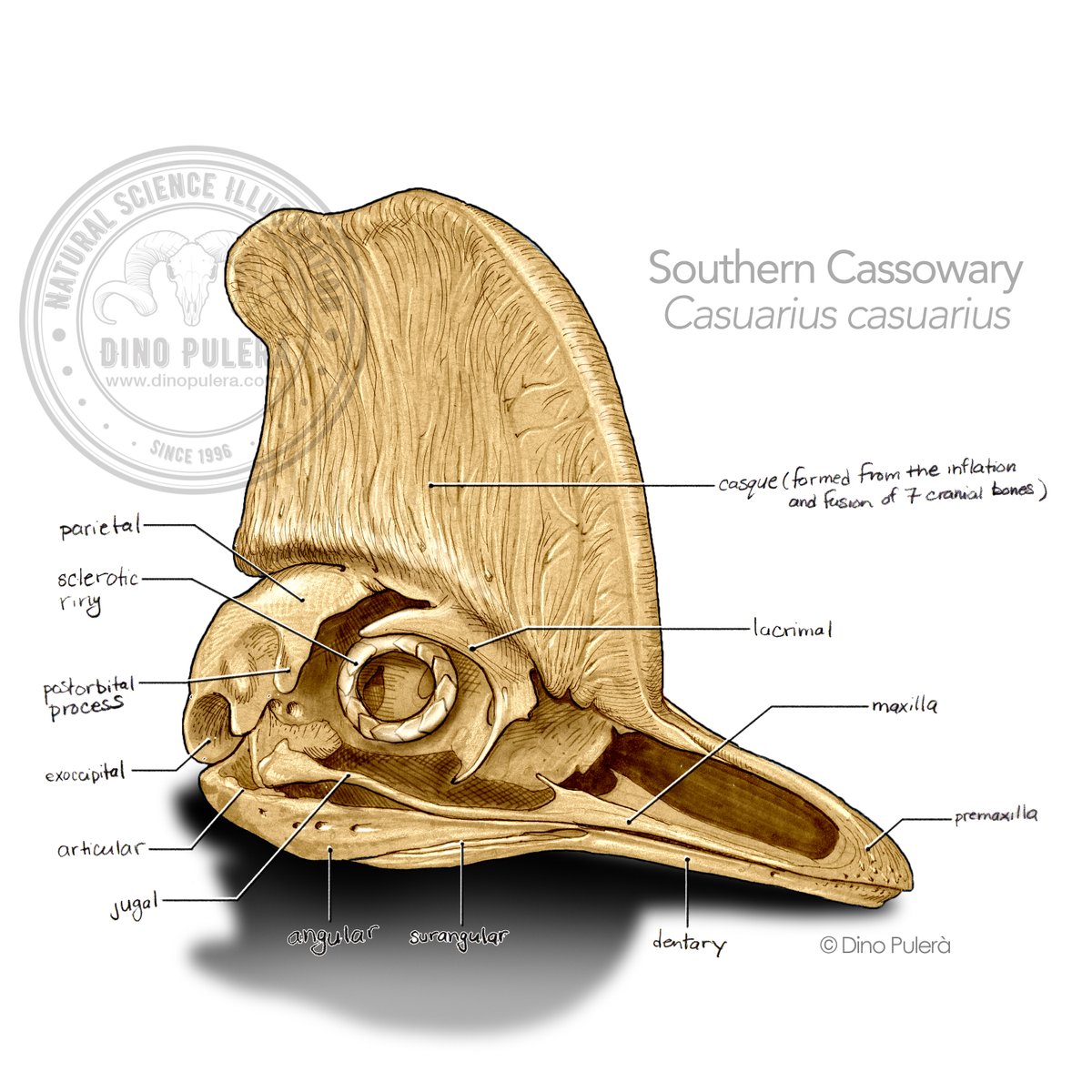 Cassowaries Have Their Day! World Cassowary Day draws attention and awareness about these amazing large flightless birds from Indonesia, Papua New Guinea and NE Australia. Here’s the skull of a SouthernCassowary (Casuarius casuarius). #SciArt  #cassowary #WorldCassowaryDay #skull