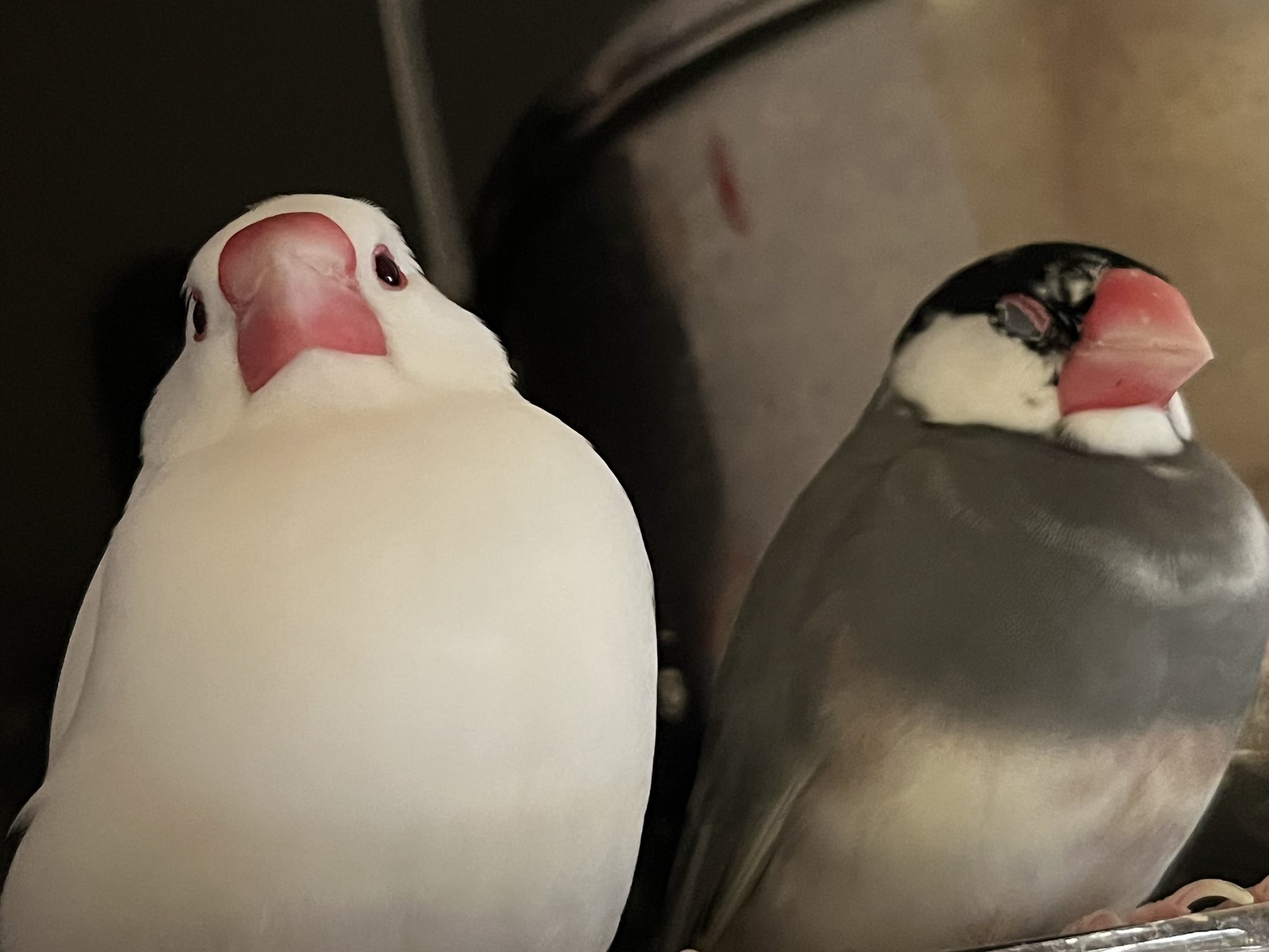 まめまめ 豆しば三兄弟LMC 豆太郎/MAMESHIBA SANKYOUDAI LMC Mametaro