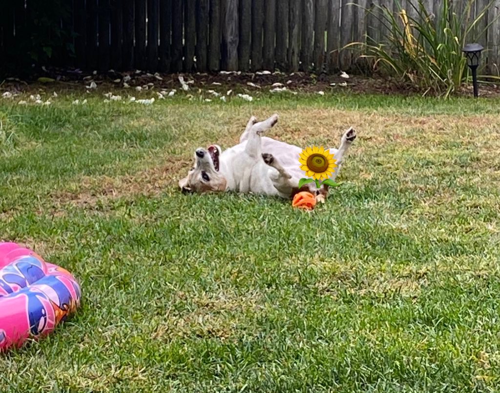 Happy Friyay!! Make it a goob one! 🐾♥️ #FridayFeeling #Friyay #WeekendVibes #dogsofX