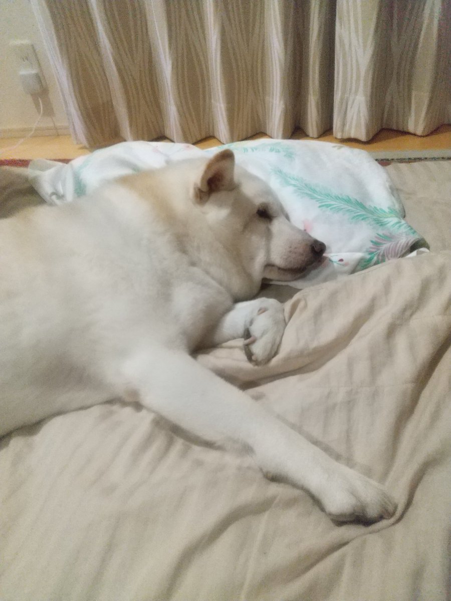 柴犬KOTARO＆パパ (@yokohamakotaro) / Posts / X