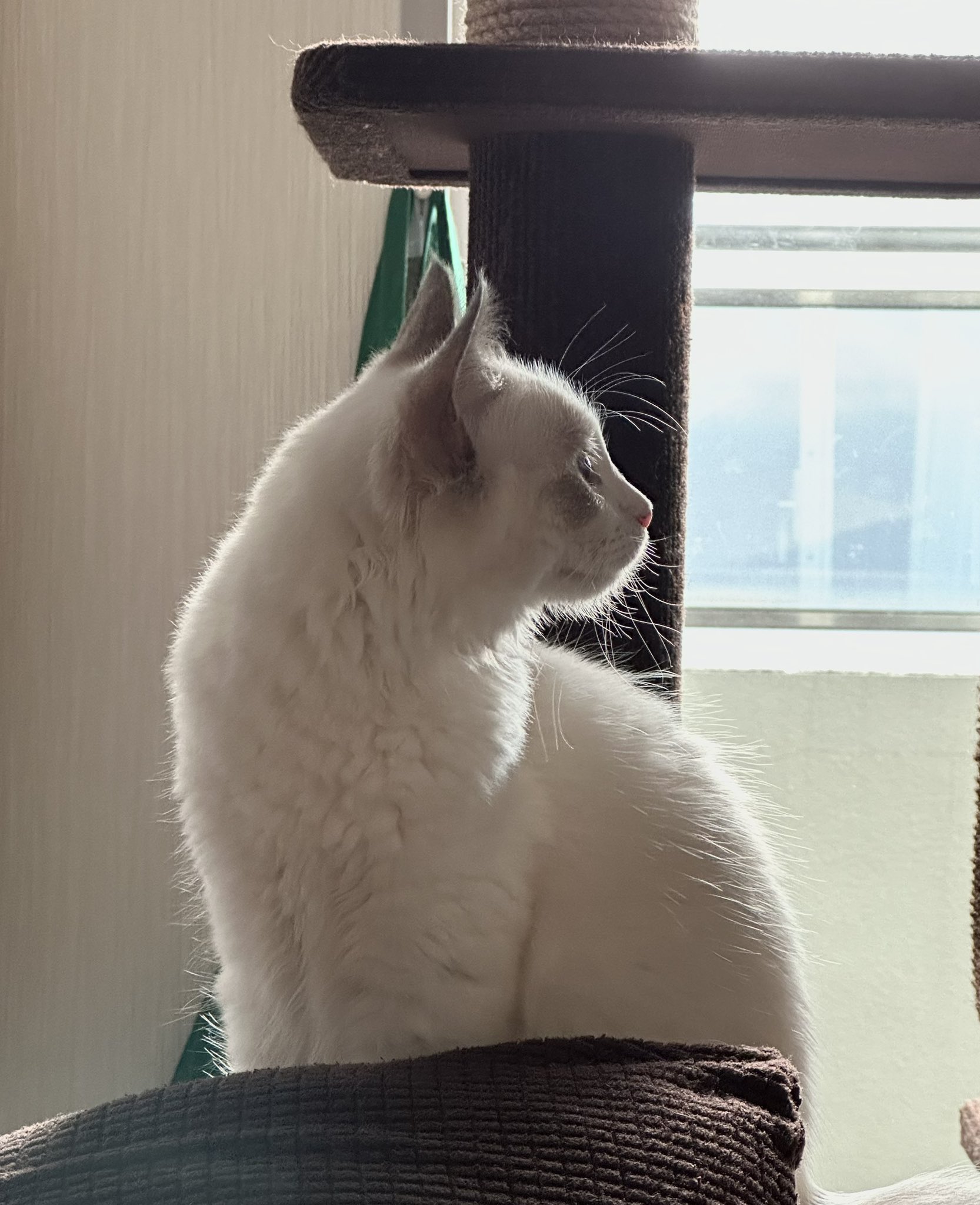 ⭐︎Haru⭐︎即購入OK♪送料無料！！ページ haruさんへ