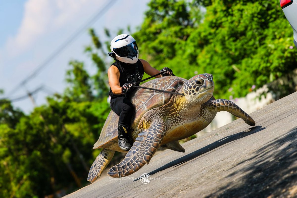 FreeRiderDylan's tweet image. 三太郎シリーズ最新作：バイクに乗るカメ太郎

玉手箱よりもヘルメットの方が大事！！