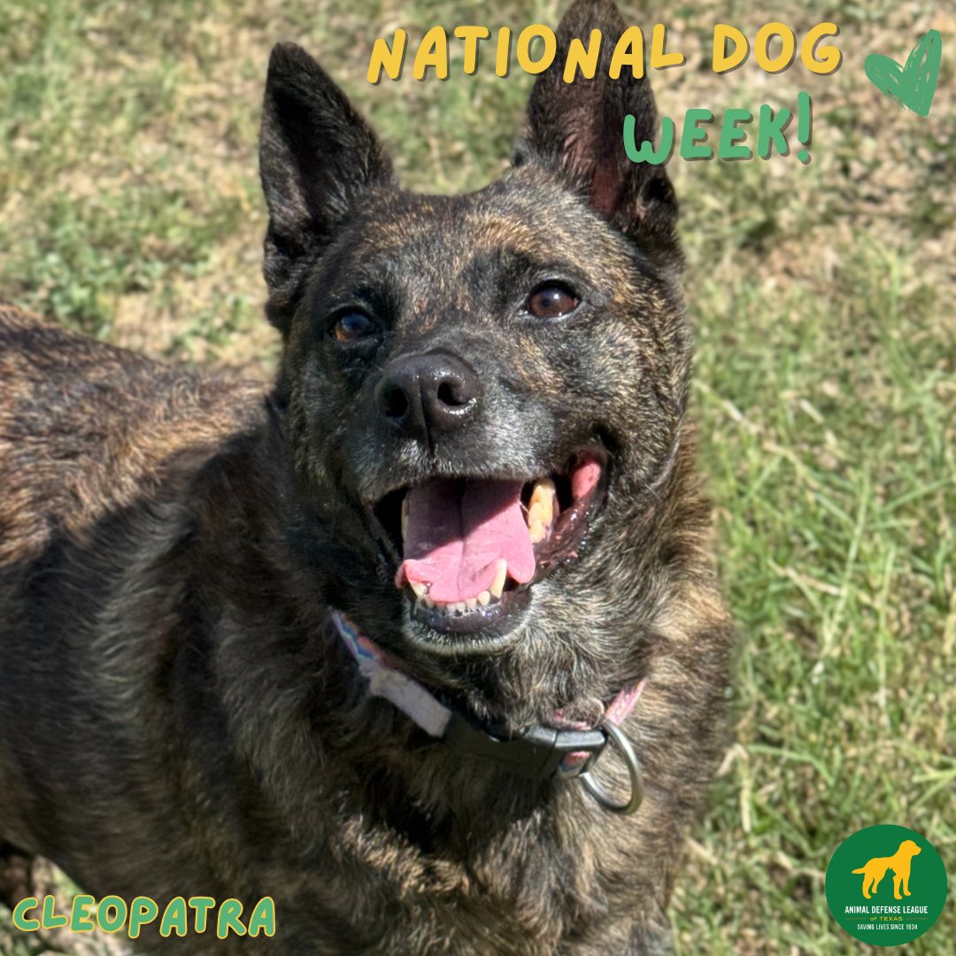 This National Dog Week, we’re celebrating every wag, wiggle, and woof. 🐶💛 
Adoption fees are waived through the 28th so your new best friend is just a visit away!