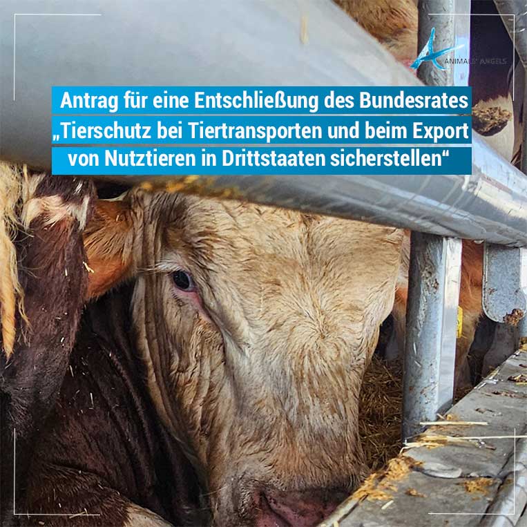 Der #Bundesrat hat heute den NRW-Antrag „Tierschutz bei #Tiertransporten &amp; #Exporten in Drittstaaten“ angenommen. Damit geht die Entschließung an die #Bundesregierung – ein wichtiges Signal für mehr Schutz von Tieren beim Transport. 
 #Tierschutz