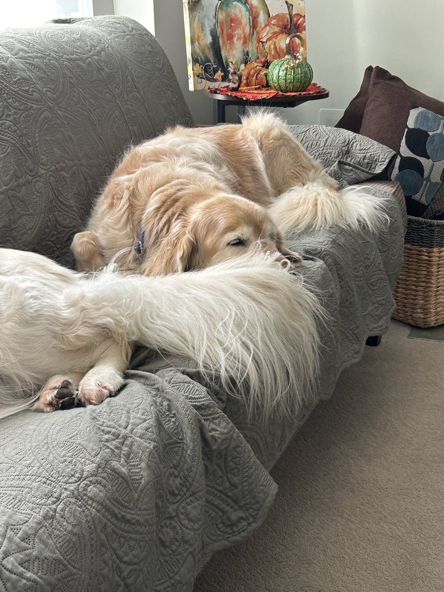 Fluffy tail in the face Friday!??🤷🏼‍♀️😉#FluffybuttFriday 
#GRC