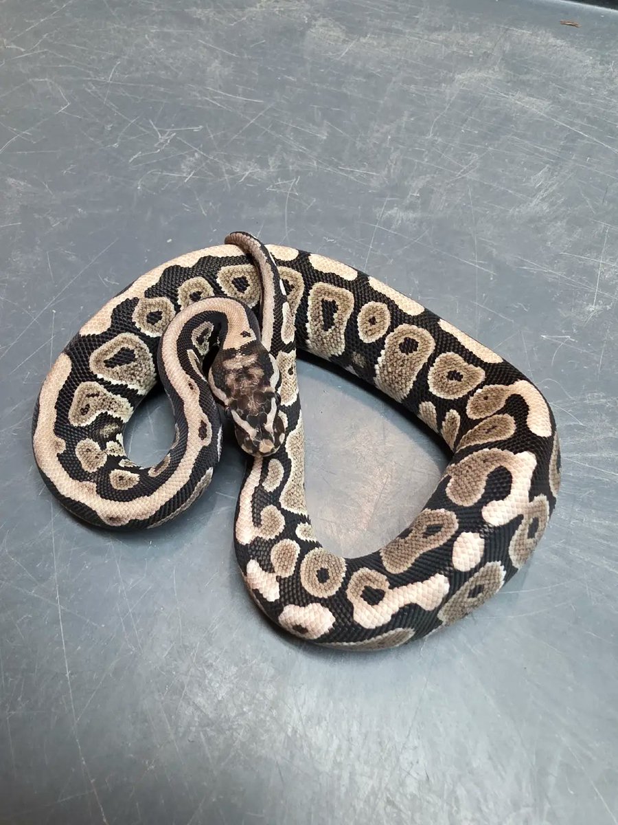 KaoticMorphz's tweet image. SPOTNOSE VPI AXANTHIC 🐍

#MORPHMARKET
#KAOTICMORPHZ
#BABYBALLPYTHON