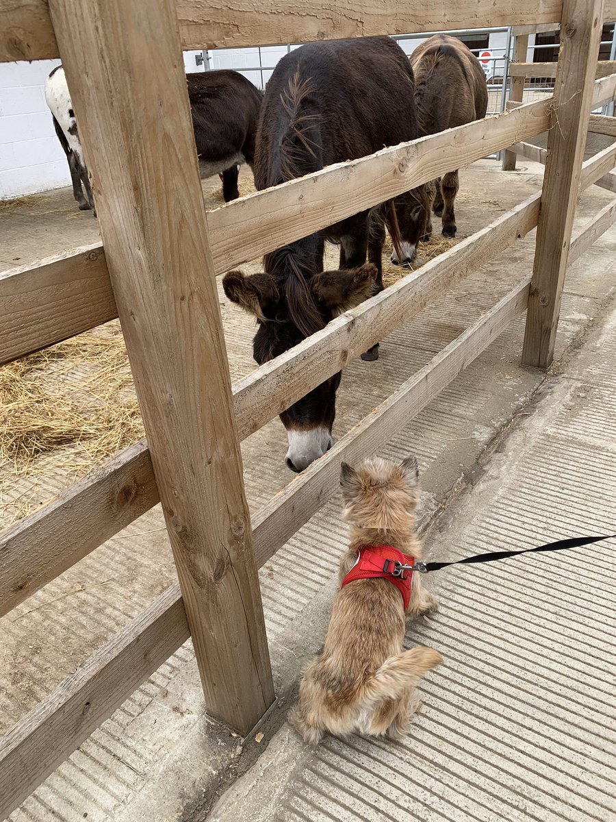 Today I visited <a href="/RedwingsHS/">Redwings</a> Oxhill and met some new friends 🐴❤️🐾🐶