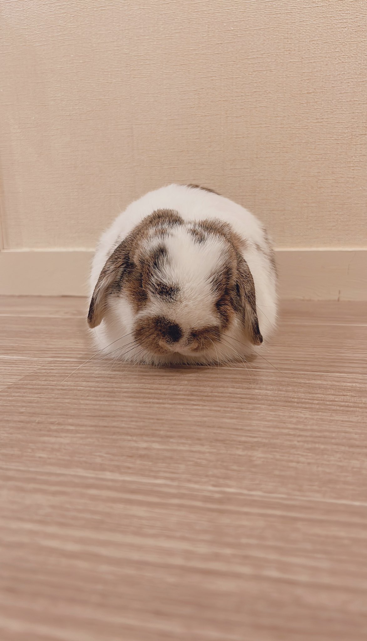 おれんじうさぎ 圧倒的「感謝」でお姉ちゃんに片耳が上がらないうさぎ No.1242