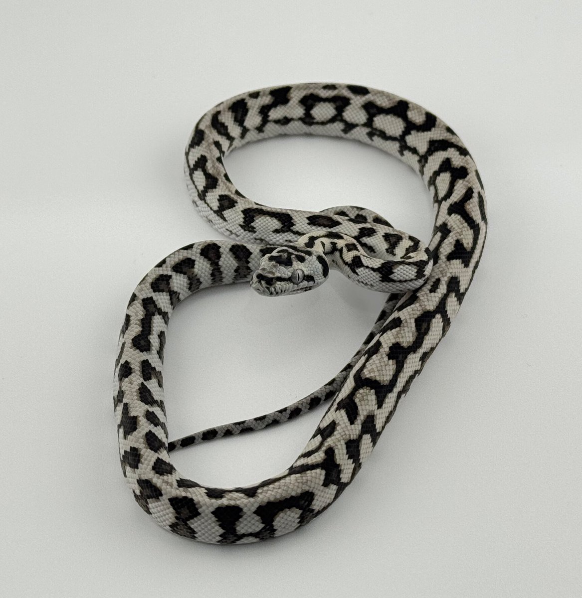 こうへいページ こうへい@ (@bockouhei) / X