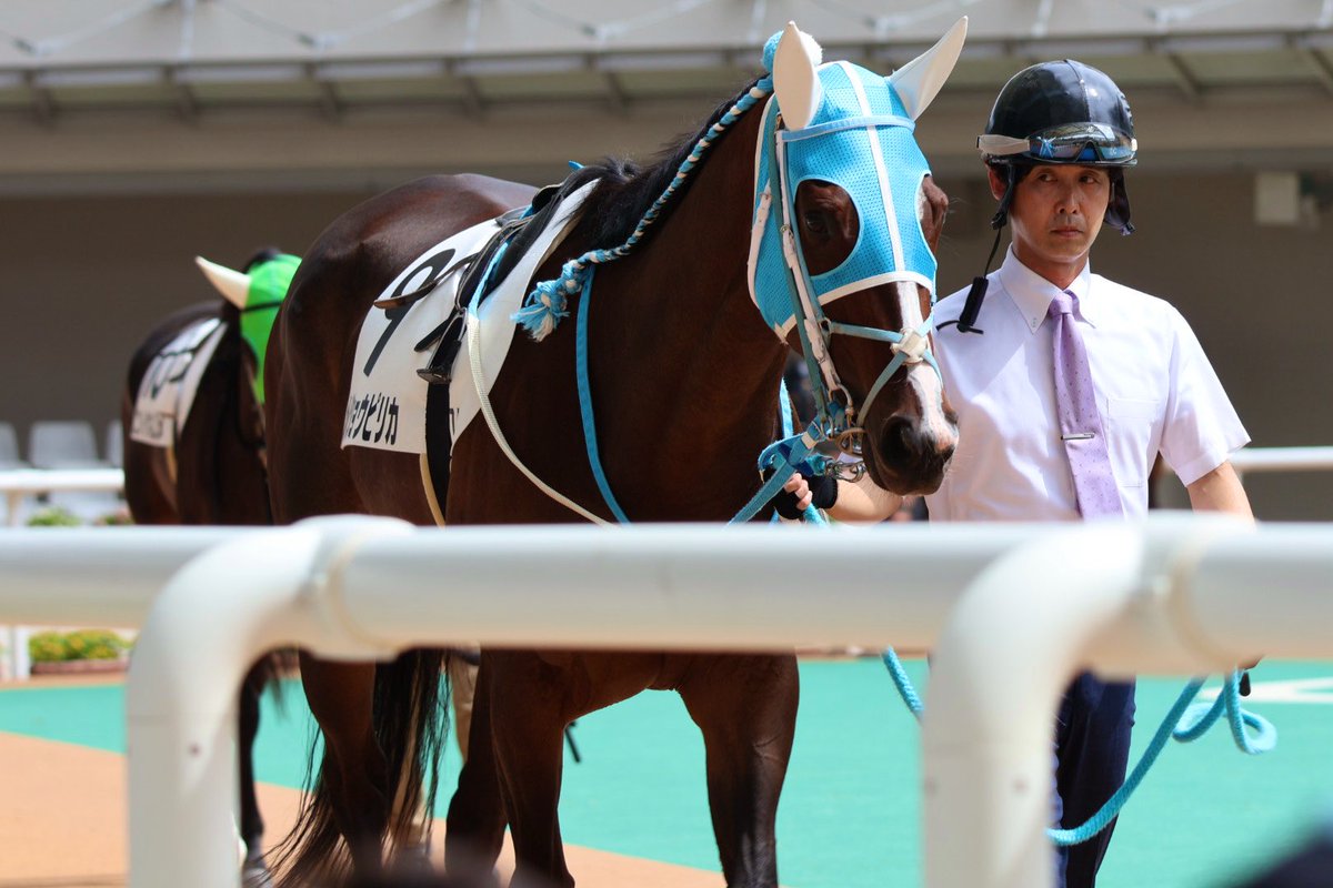 peace_smap's tweet image. メイショウピリカ🐴💖フルキチ

#メイショウピリカ
#古川吉洋
#阪神競馬場
