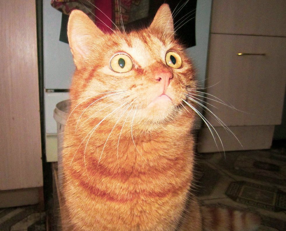 good evening 🦟

I'm sharing a photo of Kuzi with you