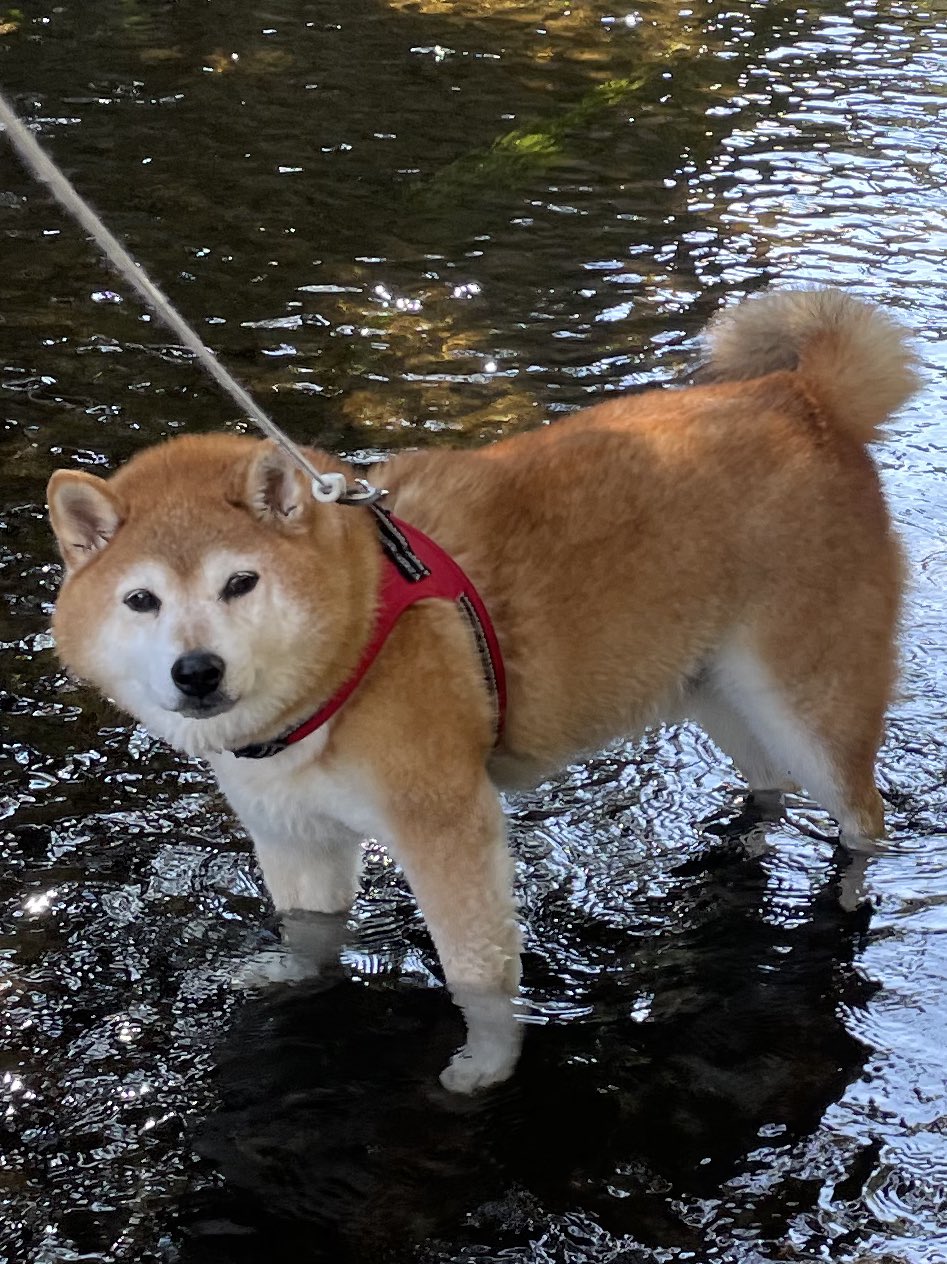 らいむ様 聖帝らいむ✊✌️✋ (@seionkai) / X