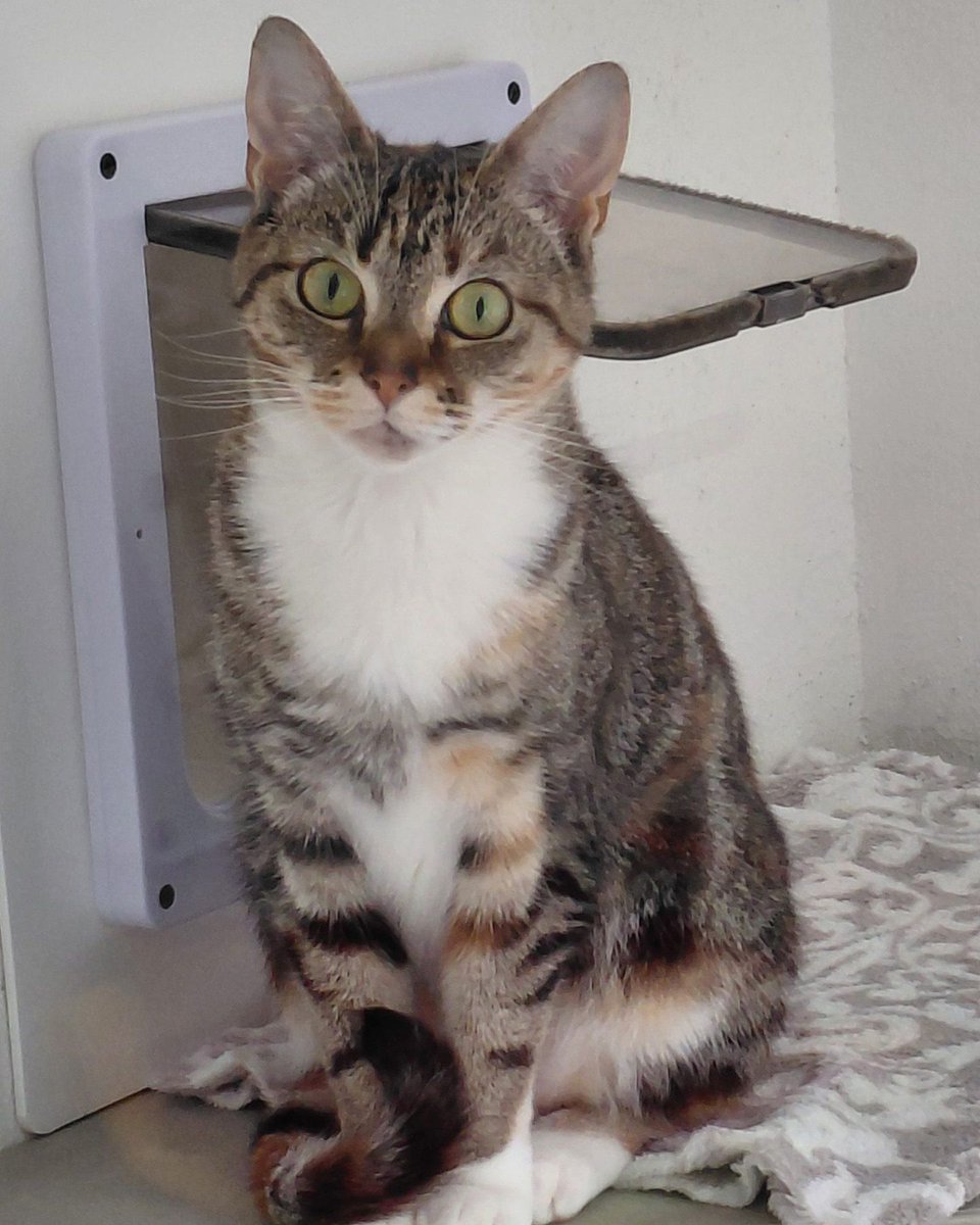 Meet Iona, a stunning young feline who is approximately two years old. She is a spirited and curious kitty who thrives on human interaction. Iona would prefer to be the sole cat in her new dwelling, but she remains open-minded about living with dogs. rspca-littlevalley.org.uk/perfectmatch