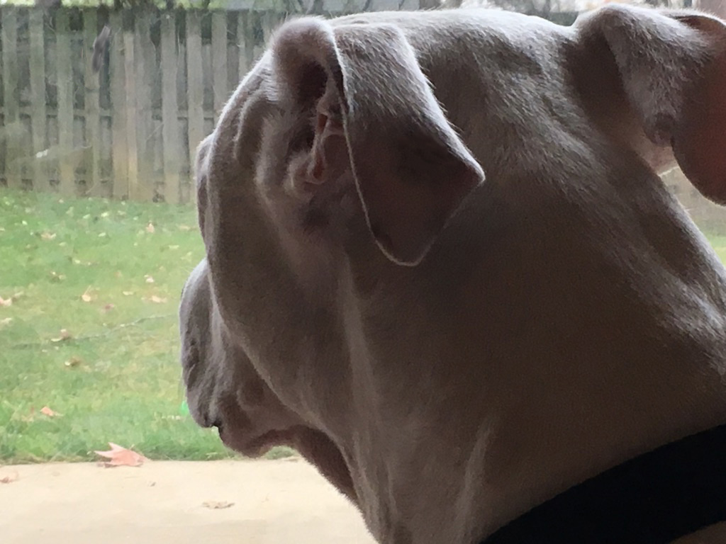 Squirrel count today: 4 spotted, 0 caught. 
One slipped, one froze, one fumbled the nut, one didn’t see me coming… 
Record still undefeated, but the air feels different. 🐿️👀🐾