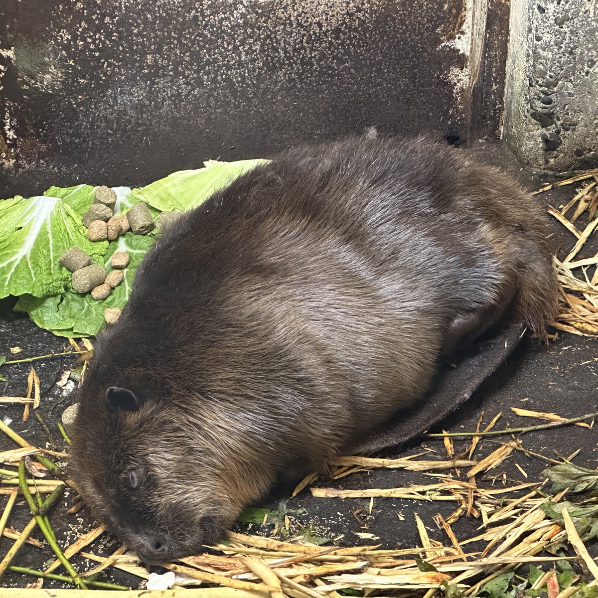 梅子と松太郎の子ども🦫