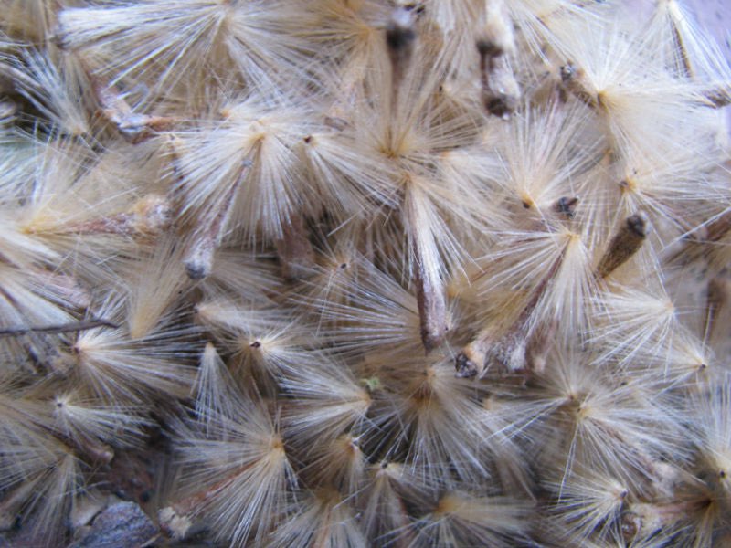 LA CONCHA REPUTA DE TU MADRE YA ME CAGASTE EL DÍA BASURA