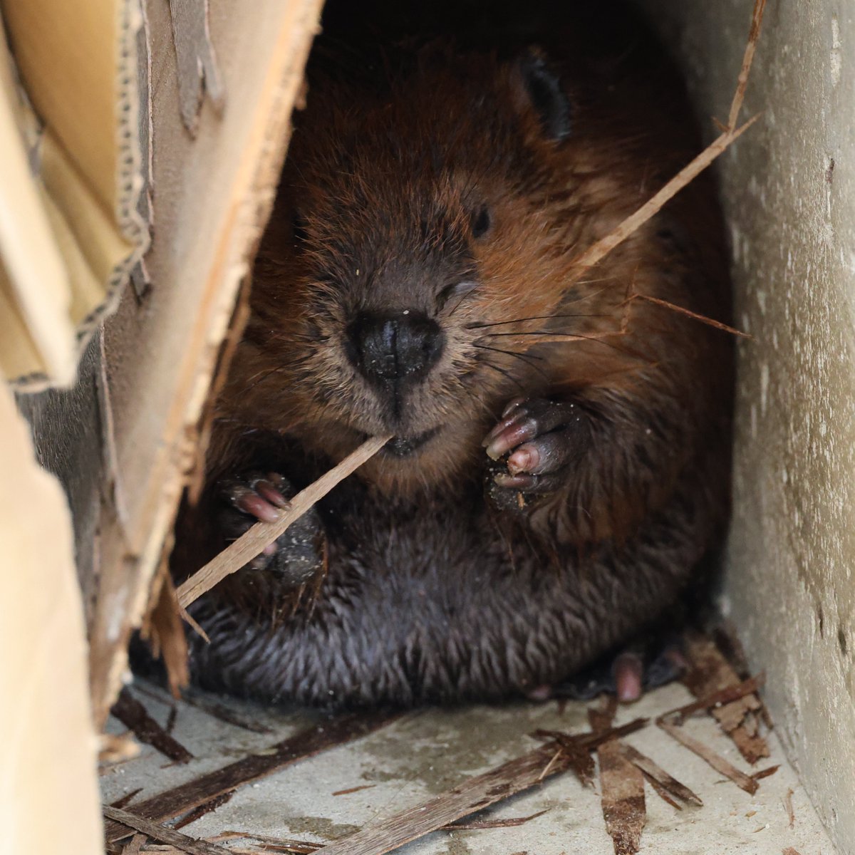 つまようじは…
こう使う🪵ﾂｷﾇｹﾙｰ