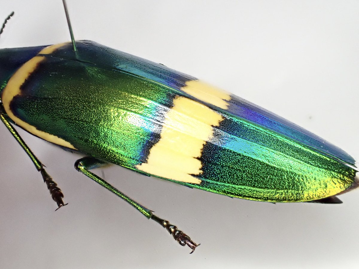 ボルネオ産　美麗タマムシ　46mm ☆美麗！オオルリタマムシ：70mm標本☆ - INSECT ULTIMA