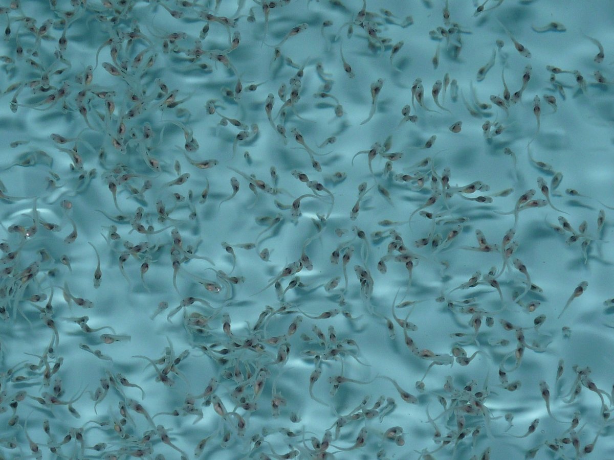USFWS's tweet image. It&apos;s Fry-day! These are baby paddlefish, called fry.  At this age, they survive off the yolk sac they hatched with, but will soon start feeding on microscopic plankton which will help them grow to be up to 7 feet long and 200 pounds!

Photo: Ralph Simmons/USFWS