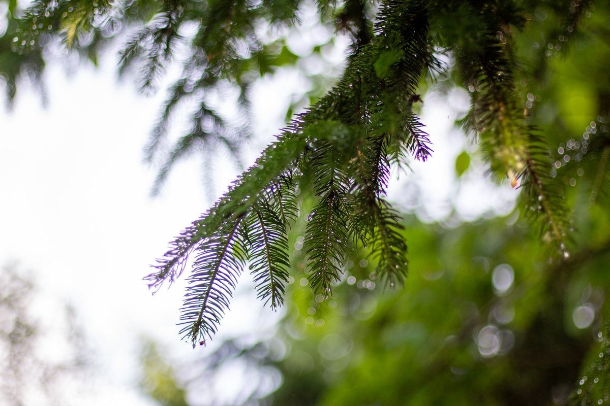 longpointca's tweet image. Happy #NationalForestWeek 🌲Wondering how you can celebrate? Take a stroll through local trails, plant a tree or a couple ...and of course, always be mindful of the vital ecosystems around us! #forestmanagement