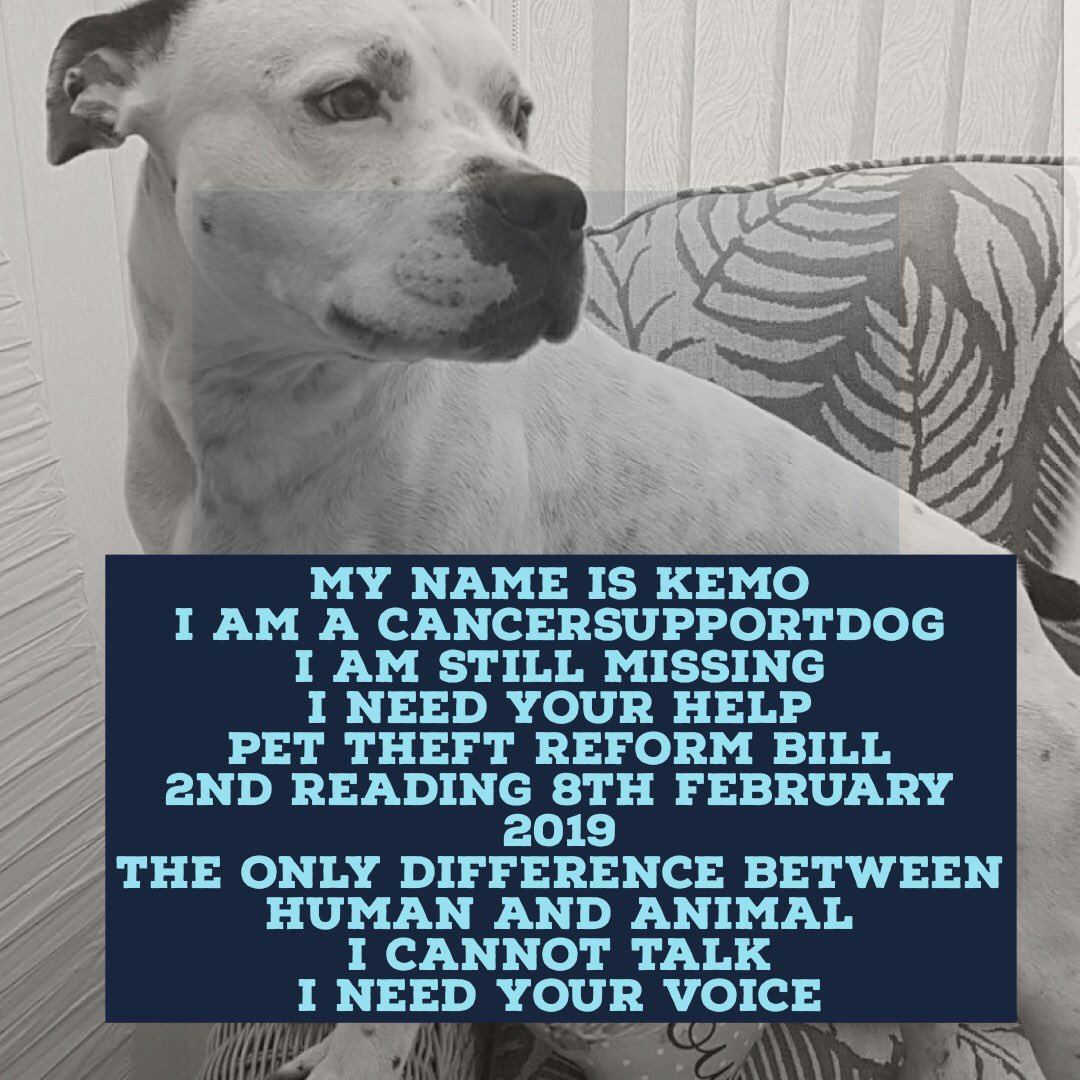 minpin78's tweet image. Last Friday of the month means #HelpFindThem #TwiXaton, where we jog everyone&apos;s mind to make that extra effort to spot our #MissingPets on your travels this weekend and beyond. Feel free to add your own or friend&apos;s! Please do your best to @Find_Kemo / info also @KarenFi51820768