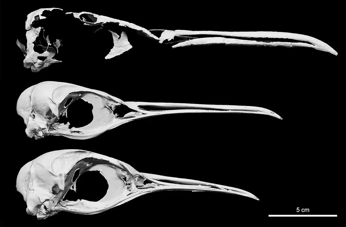 KsepkaLab's tweet image. On #FossilFriday I am proud to share a new discovery - a skull of a large extinct relative of king and emperor penguins.
@TennysonAlan, @NZfauna, Felix Marx and I report this magnificent skull in Journal of Paleontology:
bit.ly/4ne3HQV