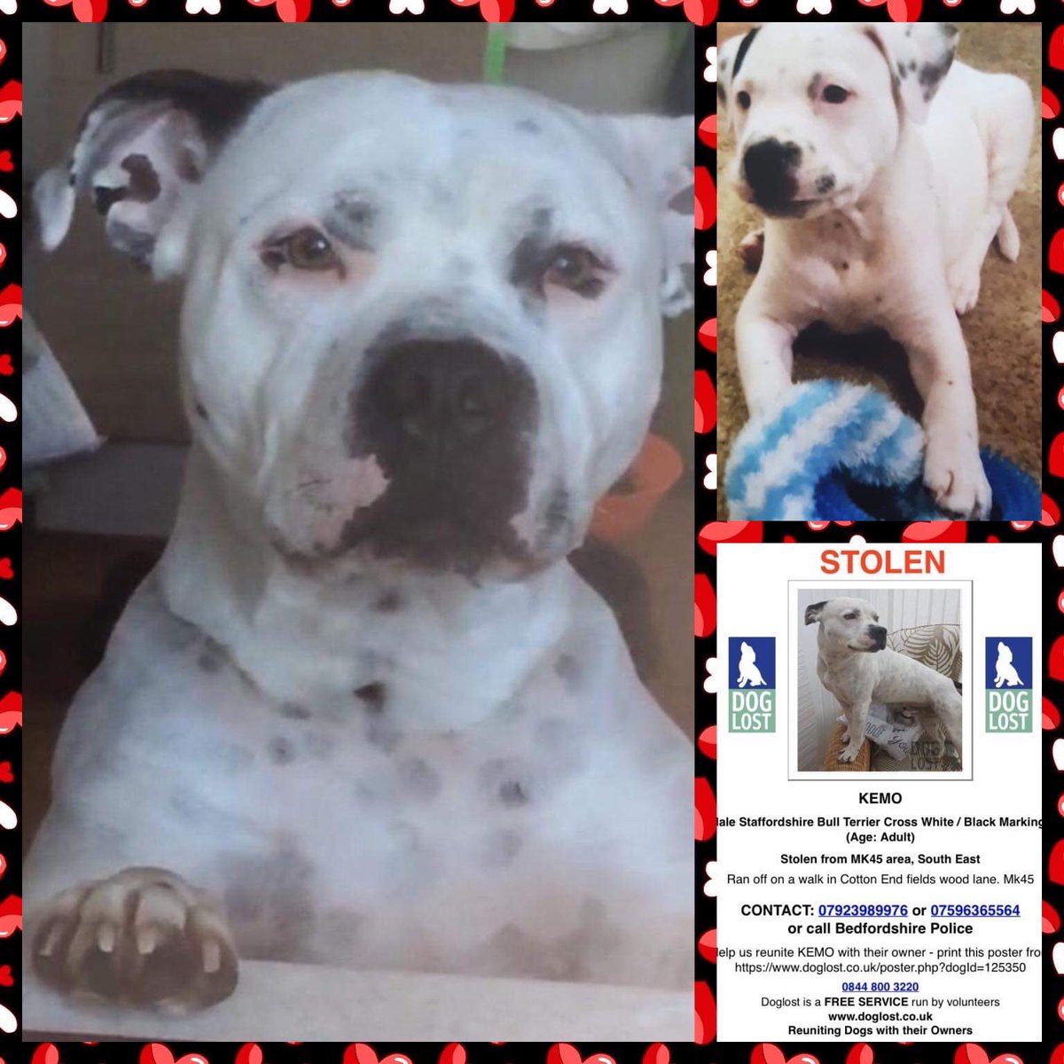 minpin78's tweet image. Last Friday of the month means #HelpFindThem #TwiXaton, where we jog everyone&apos;s mind to make that extra effort to spot our #MissingPets on your travels this weekend and beyond. Feel free to add your own or friend&apos;s! Please do your best to @Find_Kemo / info also @KarenFi51820768