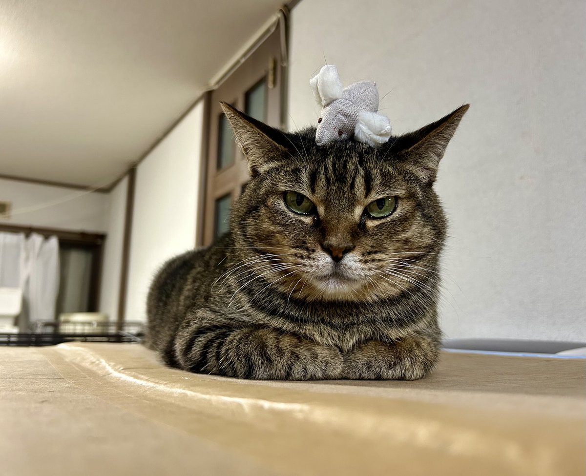 ねこー いちじくのせ猫 241106 - YouTube