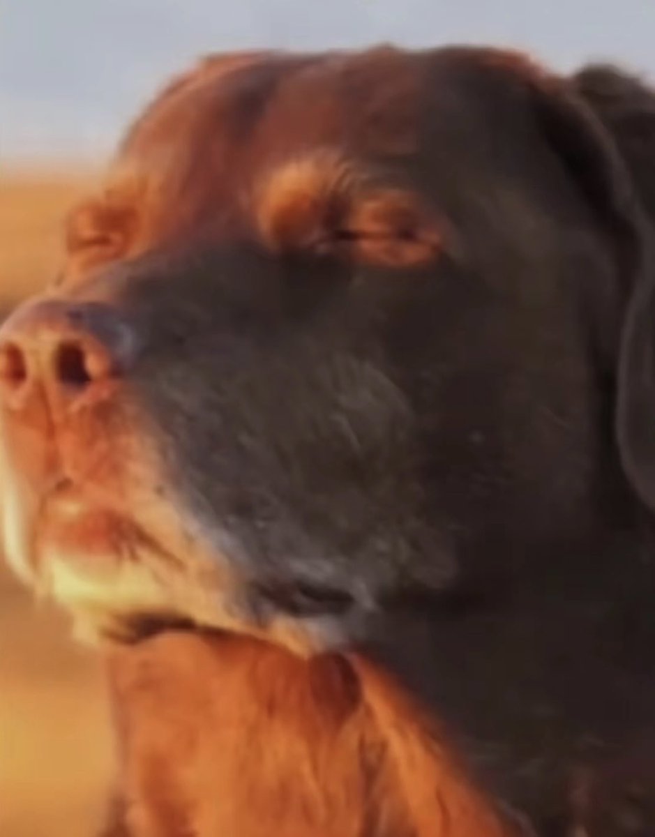 Wie ich mir ab morgen wieder jeden Kommentar / Zeitungs Artikel durchlese, die Schalkes Saison Start schlecht reden wollen &amp; die Nadel im Heuhaufen suchen