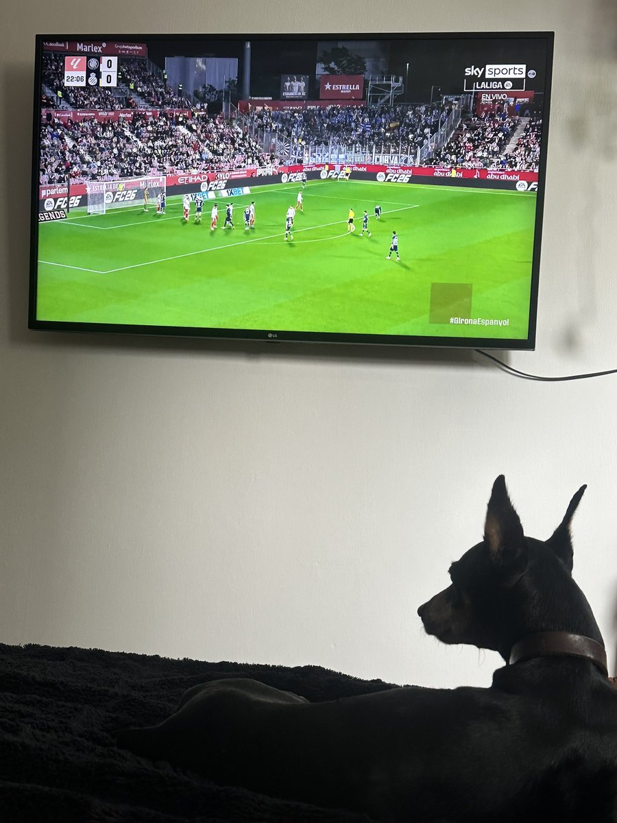 paoandonegui's tweet photo. Saludos @royrdeportes @Just_degue !!
Aquí con mi perro Rooney y disfrutando del partido con excelente narración y análisis. Abrazo! https://t.co/438K8EZJiq