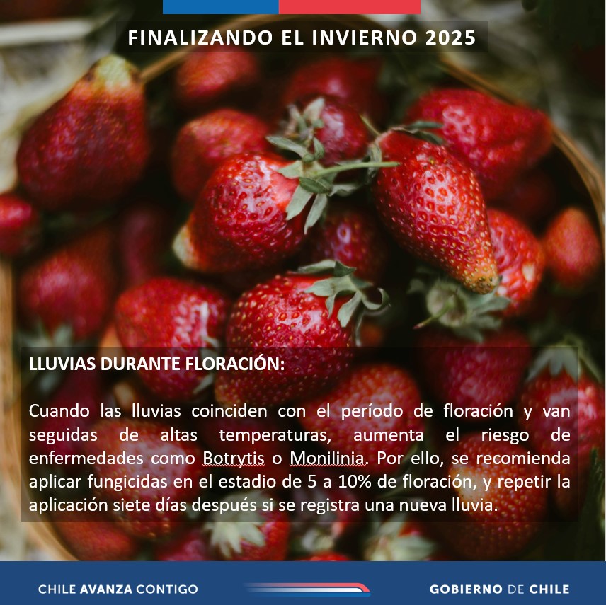 🌧️🌂En la zona central y sur de 🇨🇱, actualmente se registran #Lluvias y #Vientos que podrían alcanzar 40 km/h. Por ello, compartimos estas recomendaciones para el agro <a href="/Sub_Agricultura/">Subsecretaría de Agricultura</a> <a href="/MinagriCL/">Ministerio de Agricultura de Chile 🇨🇱</a> <a href="/INDAP_Chile/">INDAP_Chile</a>