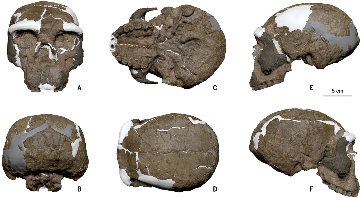 ScienceMagazine's tweet image. A digital reconstruction of the nearly 1-million-year-old Yunxian 2 cranium from China, which corrected previous distortions inherent in the fossil, suggests it belonged to the Asian Homo longi clade.
Read more in Science: scim.ag/48yM8GM