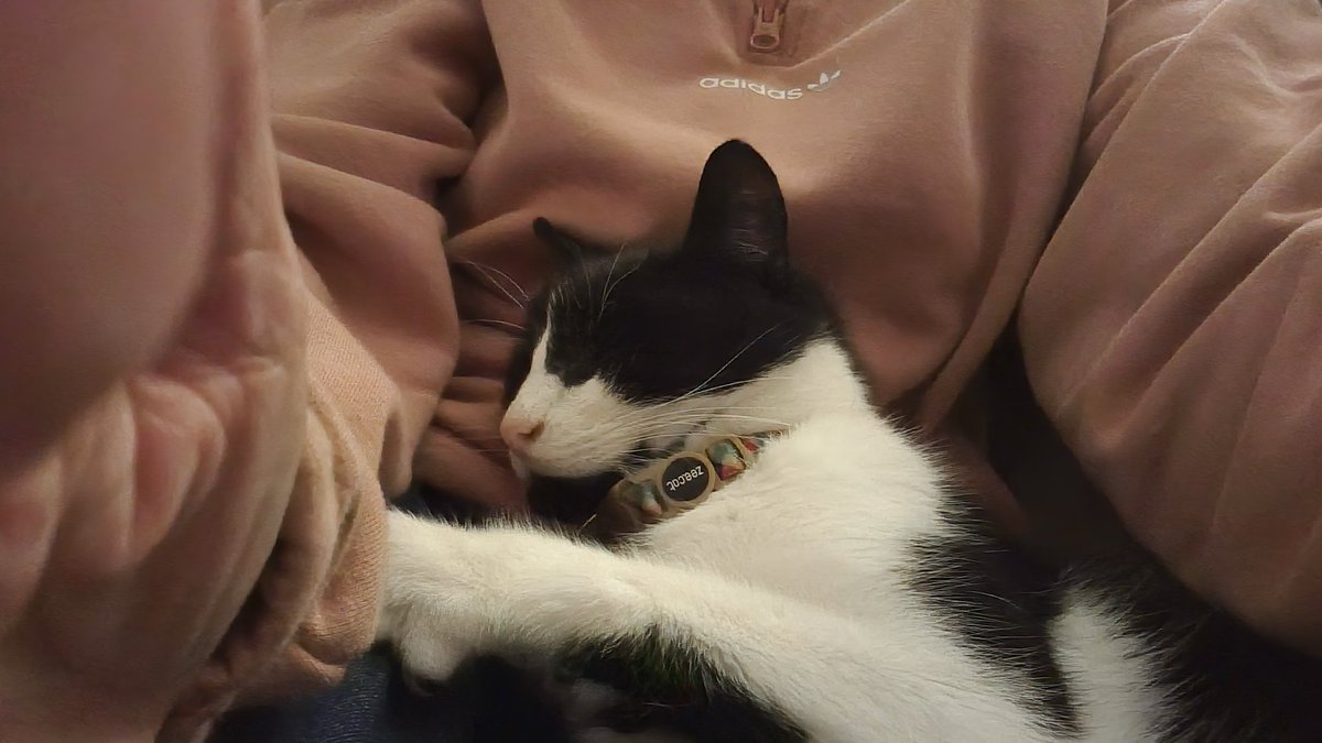 Our Granny passed away this week 😿💔
Mum has the sads, but I'm keeping close and giving reassuring purrs 😻😽🐾 RIP Granny 😽❤️