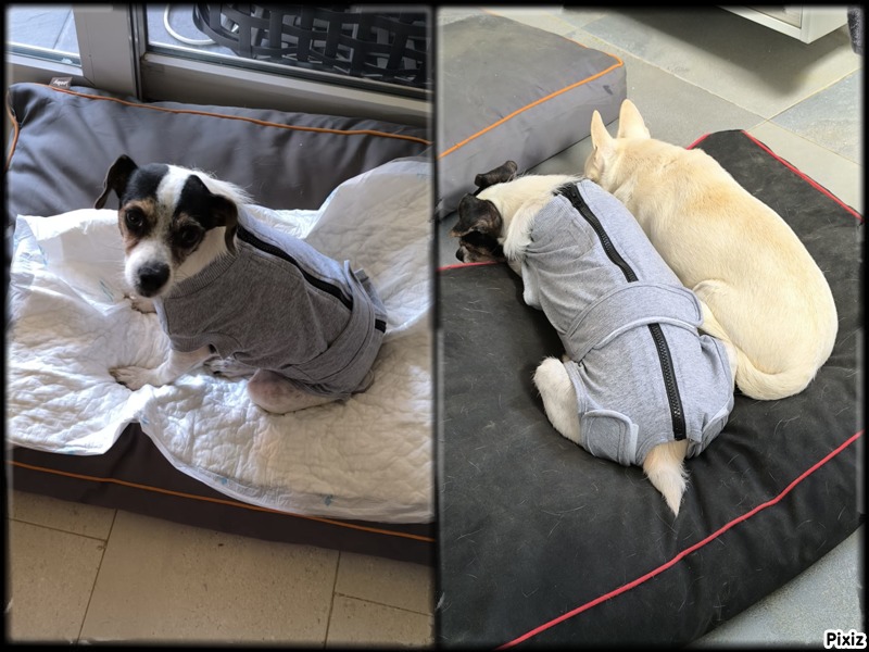 ❤️FINALES FELICES 2025 
Cleo ha pasado por quirófano para ser esterilizada.
Rescatada de las duras calles donde deambulaba,en plena ola de calor,embarazada,buscándose la vida.
Pronta recuperación chiquitina,eres una campeona!
GRACIAS <a href="/Rafael_Narbona/">Rafael_Narbona</a> y Piedad!
#adoptanocompres