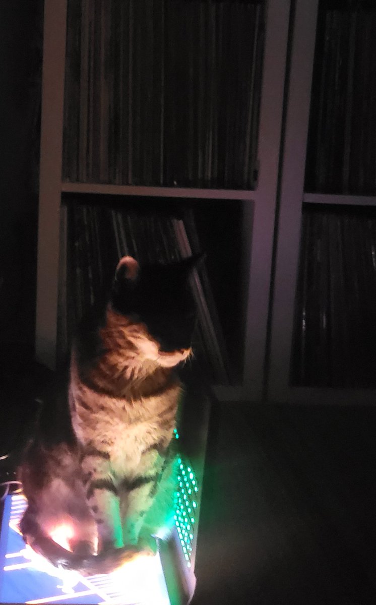 quantum_just's tweet photo. @Catsillyness Georgia warming up. https://t.co/T0RBLN99v8