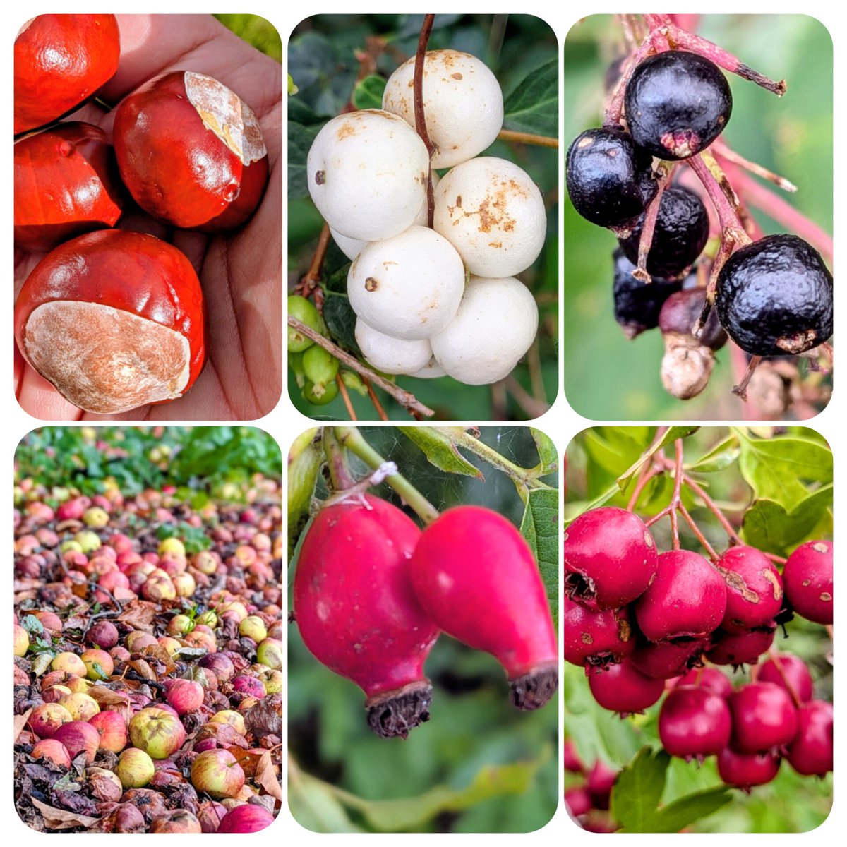 So much to see in the trees and hedgerows (including being followed by a robin) on my walk and lots of food for the wildlife this autumn and winter. Pictures from Carr Lane, Willerby, ERY. Pic includes horse chestnut, common snowberry, elder, apple, dog rose hip and hawthorn