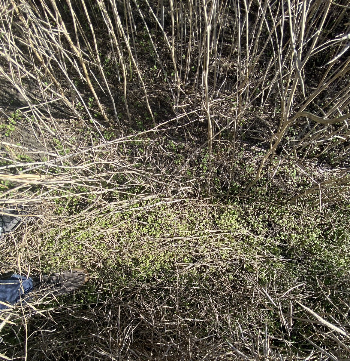 CW Jay Whetter tweet media